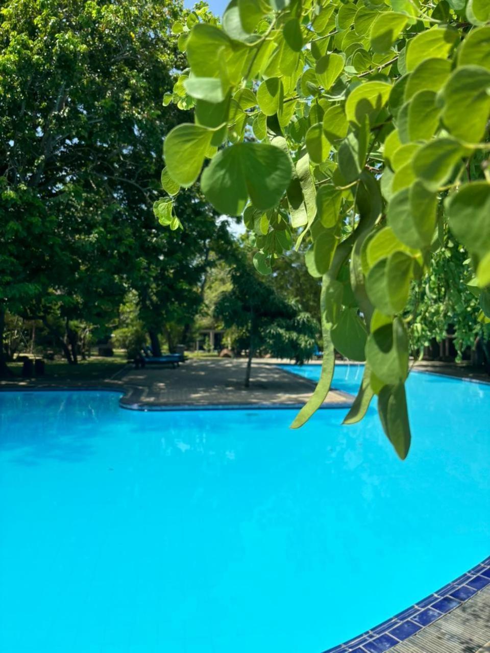 Elephant Reach Yala