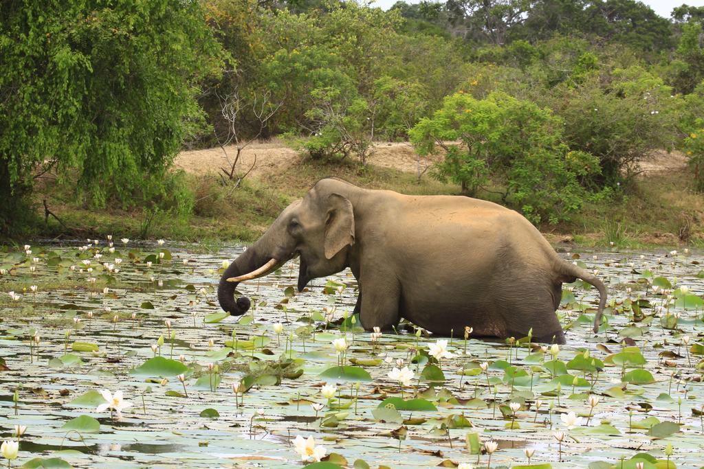 Elephant Reach 4* Yala